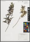Foto von Salix purpurea L.